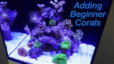 How to Setup a Reef Tank - Part 4: Hardy Beginner Corals and where to ...