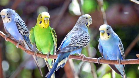 Male vs Female Budgies as Pets - Planet Pet