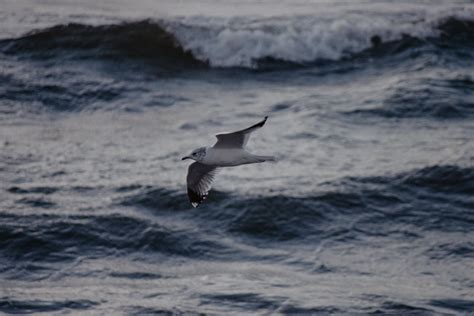 White Seagull · Free Stock Photo