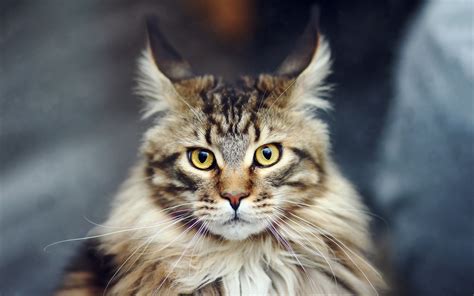 Maine Coon Cat – Purrfect Cat Breeds