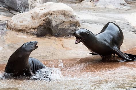 California Sea Lion Habitat