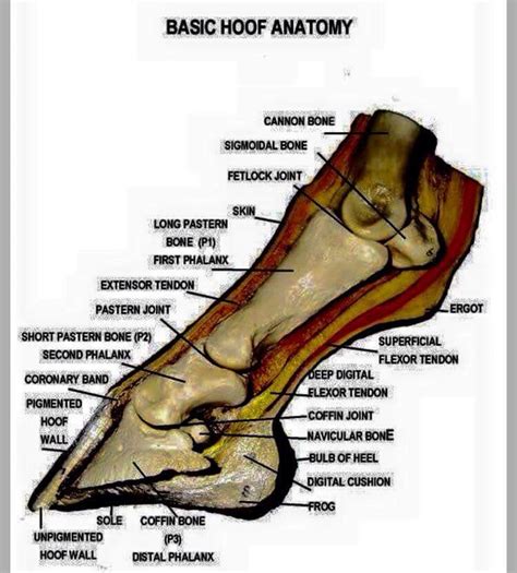 19 best Horse Anatomy images on Pinterest | Horse anatomy, Horse care ...