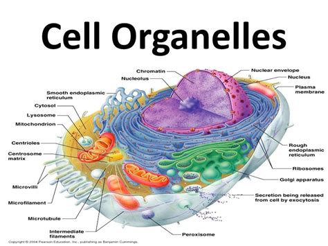 Chapter 3 - Cell Organelles Diagram | Quizlet