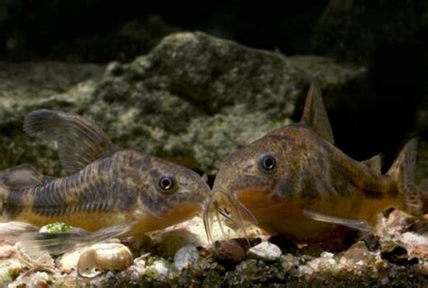 Cory Catfish Breeding Guide (Answers to Common Questions) - Avid Aquarist