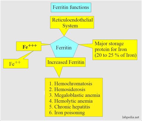 Ferritin (serum Ferritin Level) - Labpedia.net