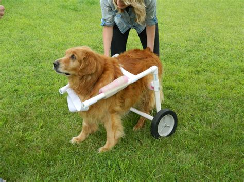 An Intern Describes the Process and Tools Used to Build Dog Wheelchair ...