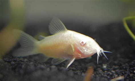 10 Most Popular Types of Cory Catfish (Species & Pictures)