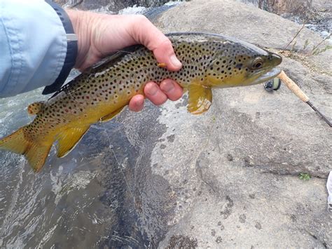 South Platte River | Dave Weller's Fly Fishing Blog