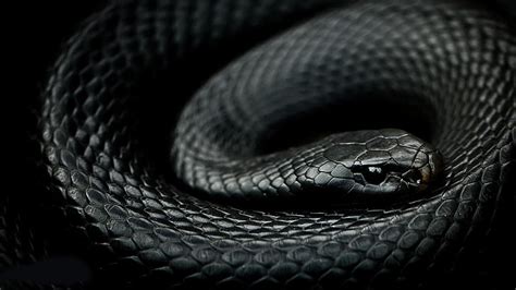 2560x1440px | free download | HD wallpaper: reptiles, snake, mamba ...