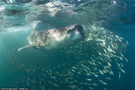 Images show whale shark hoovering up plankton in ocean gloom | Daily ...