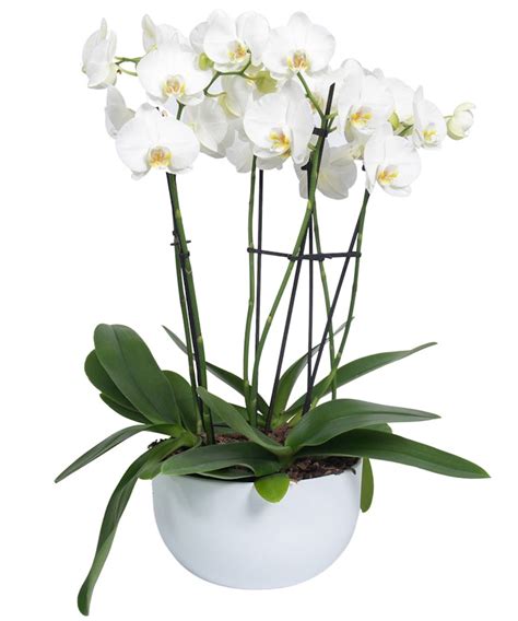 Art of Orchids - Ital Florist Toronto Canada