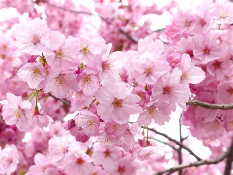 Cherry Flowers / Sakura Flowers: Japanese Cherry Blossoms | Flowers ...