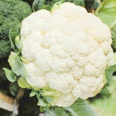 Cauliflower – Early Snowball | Hope Seed