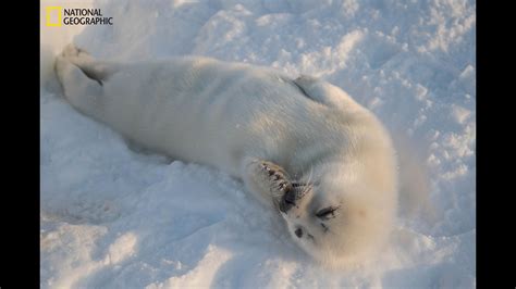 Heartbreaking images show adorable harp seal pups struggle to survive ...