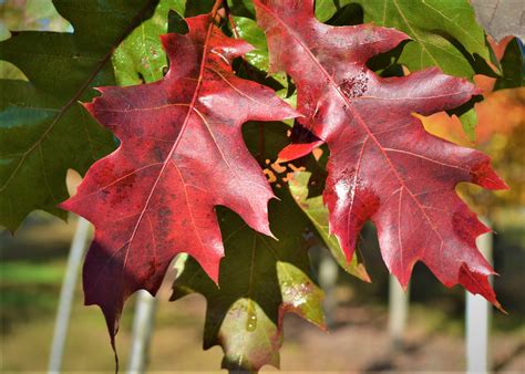 Northern Red Oak Fall Leaves - Next Generation Landscape Nursery