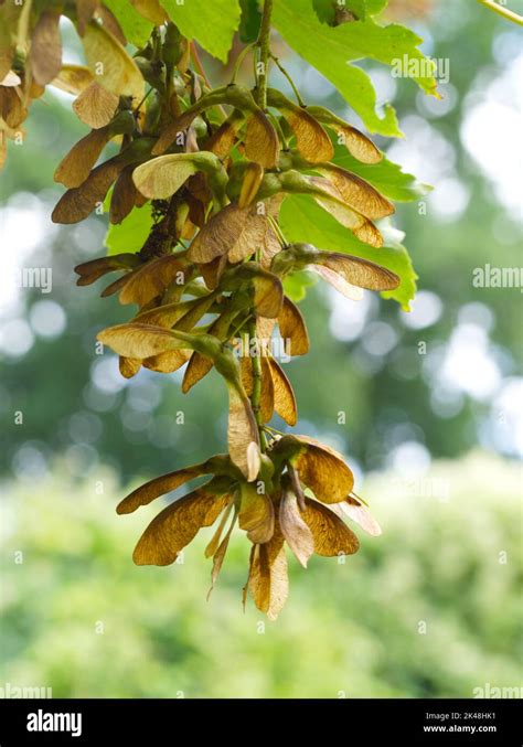 Sycamore tree seeds Stock Photo - Alamy