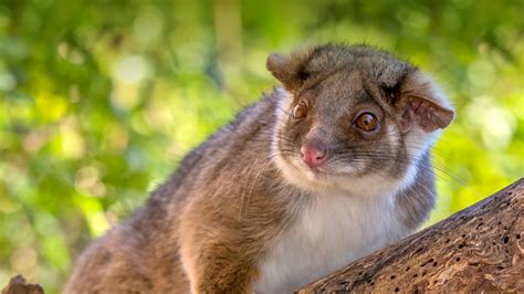 Ringtail Possum | San Diego Zoo Animals & Plants