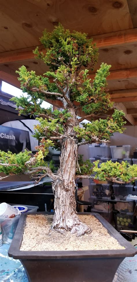 Cryptomeria Japonica Bonsai (Japanese Red Cedar) | Marin Homestead