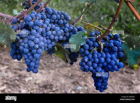 Wine grapes on the vine, ready for harvest Stock Photo - Alamy