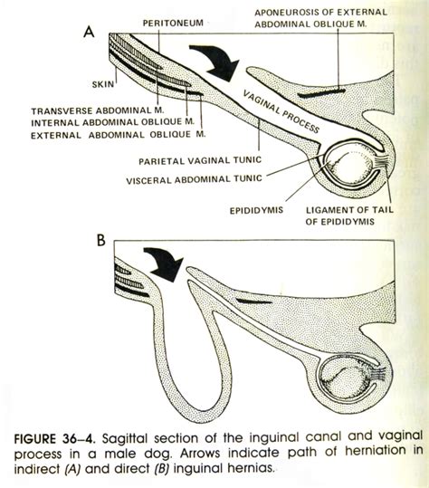 Inguinal Hernia Dog Surgery