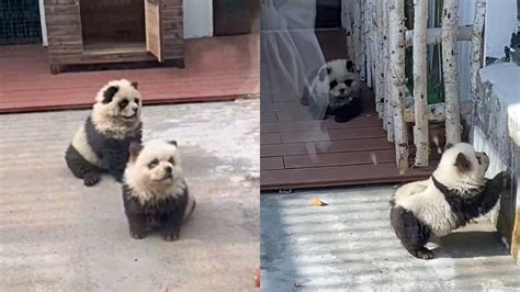 Look: Chinese zoo debuts dyed Chow Chows as 'panda dogs'