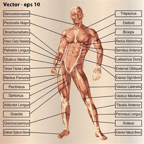 Human male anatomy with muscles — Stock Vector © design36 #84380500