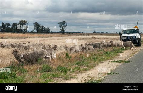 Herding sheep in the Wimmera region, Victoria, Australia Stock Photo ...