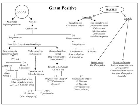 Gram Positive Rods Identification Chart