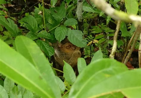 Tarsier Sanctuary or Loboc Conservation Area - Sightseeing in Bohol