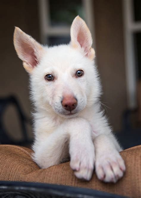 Dog for Adoption - DUKE (White German Shepherd Puppy), a White German ...