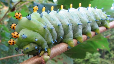 Large Caterpillar Identification (With Photos) - Owlcation