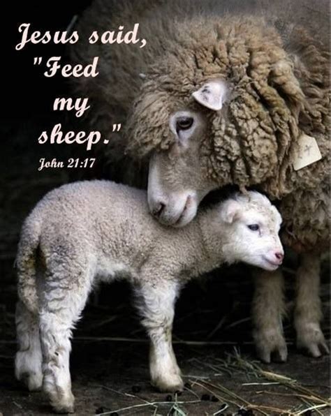 Feed my sheep ️ | Bible: Bible Verse Printables & Ideas | Pinterest