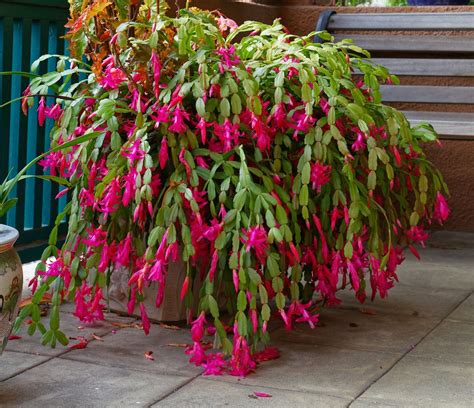 How to make a Christmas cactus bloom | Homes & Gardens