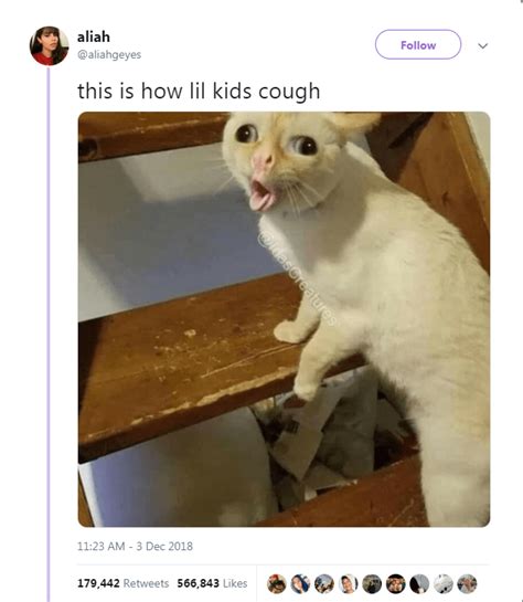 coughing cat meme template - Shirly Iverson