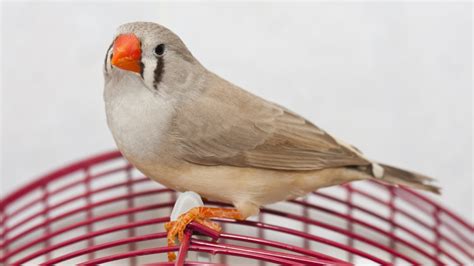 5 Things You Gotta Know About Finches - Pet Central by Chewy