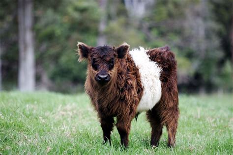 Belted Galloway - Miniature Cow Breeds