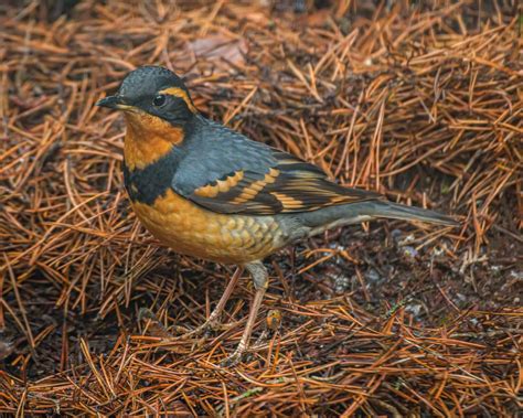 Varied Thrush | Oregon Birding Association