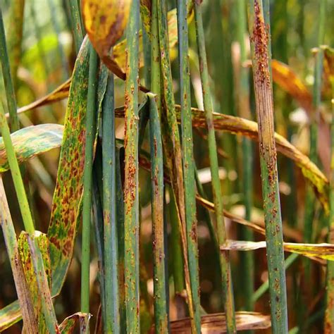 Rust - Lawn Fungal Disease Identification - Lawn Addicts