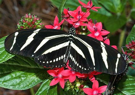 Zebra Butterfly - Insects Morphology