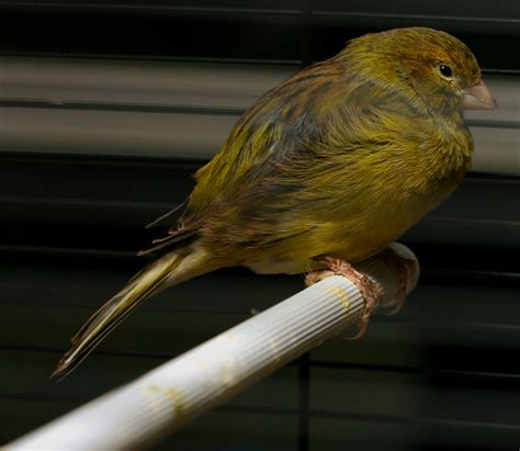 Domestic Canary Facts, As Pets, Care, Temperament, Pictures