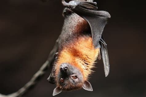 Amazing Bat Wings Facts, Do Bats Hibernate, Bat Wings Anatomy