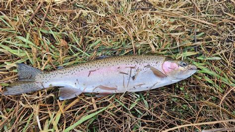 Local lake trout and redfin - Fishing Reports.