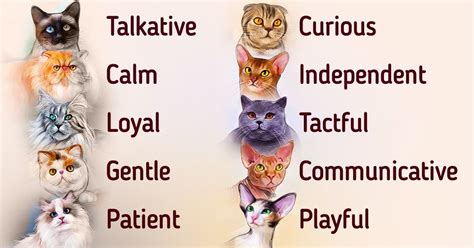 What You Need to Know About a Cat’s Personality Based on Its Breed / 5 ...