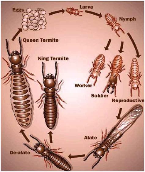 Termites Life Cycle & Span-Eggs, Larvae, Baby & Adults | Pestbugs