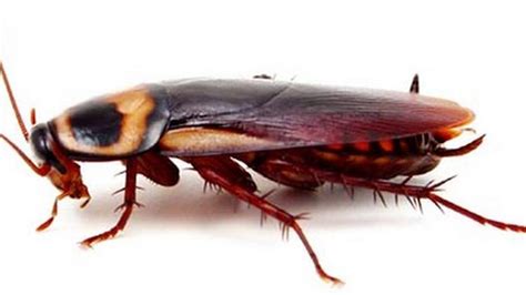 Palmetto bug vs roach: Differences, how to get of them | Charlotte Observer