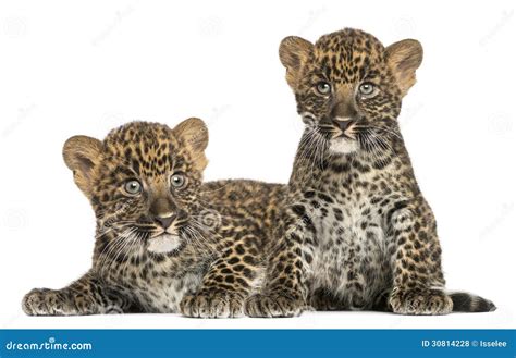 Two Spotted Leopard Cubs Lying Down And Sitting Stock Photo - Image of ...