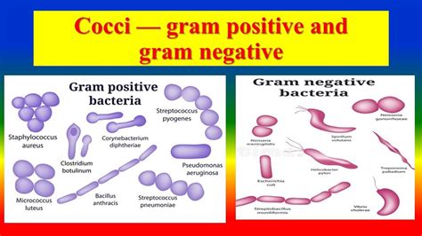 Gram Negative And Gram Positive Bacteria