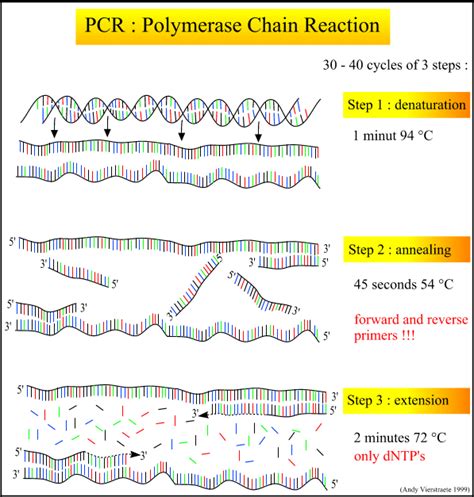 Principle of the PCR