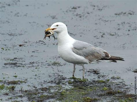 Chemicals removed from consumer products found in Great Lakes birds ...