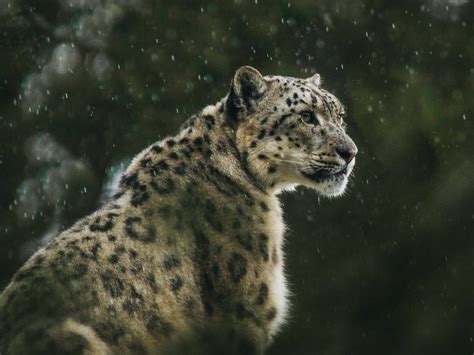 Where to spot the snow leopard in India